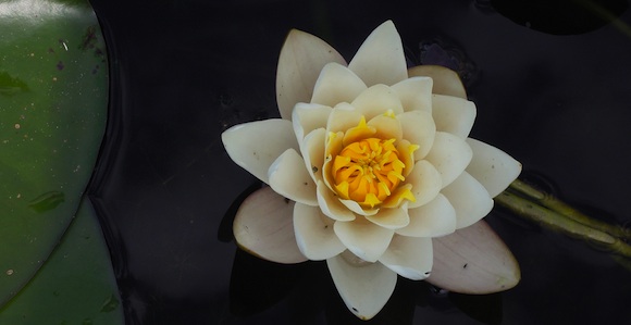 photo of a water lily illustration for donation ideas for keren gefen